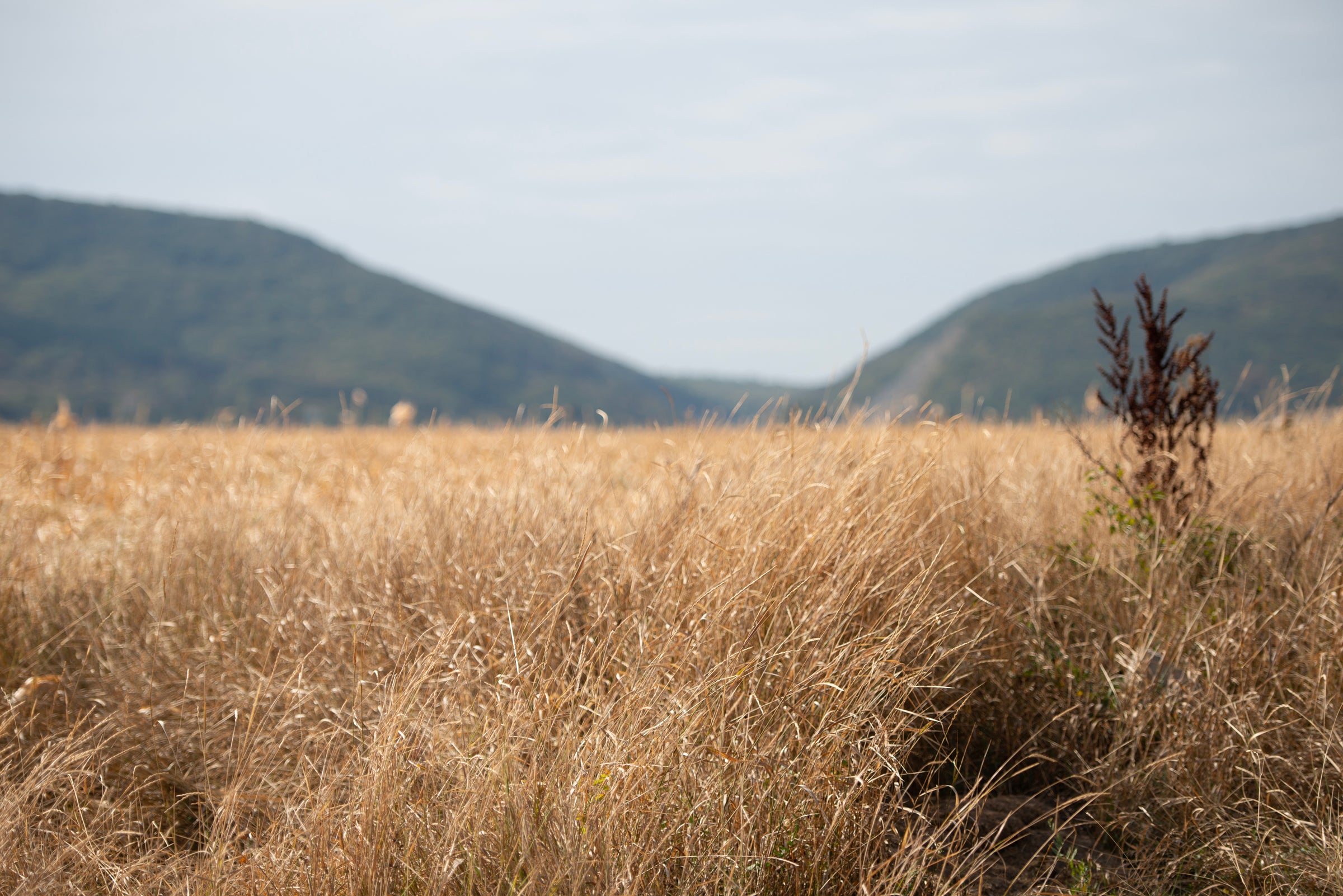 Dry grass field with mountains in the background